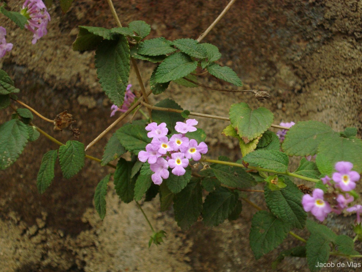 Lantana montevidensis (Spreng.) Briq.